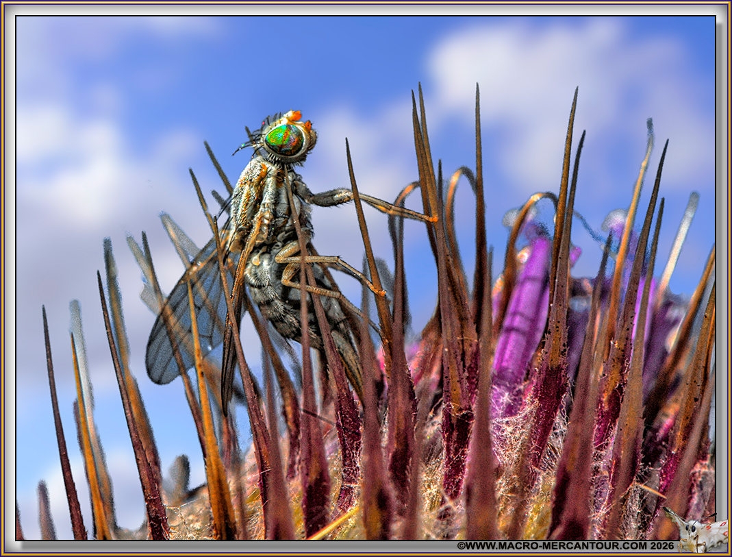 DOLICHOPODIDAE